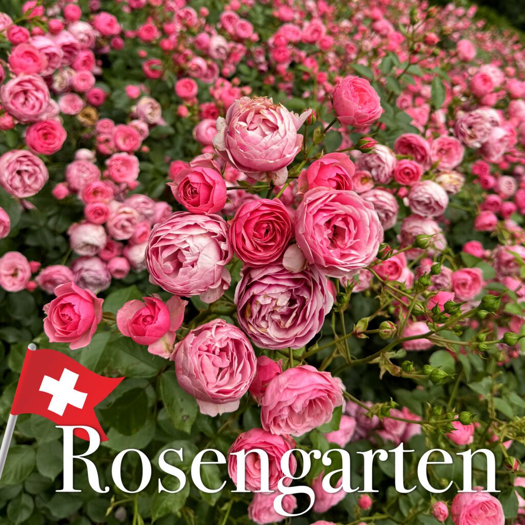 rosengarten bern