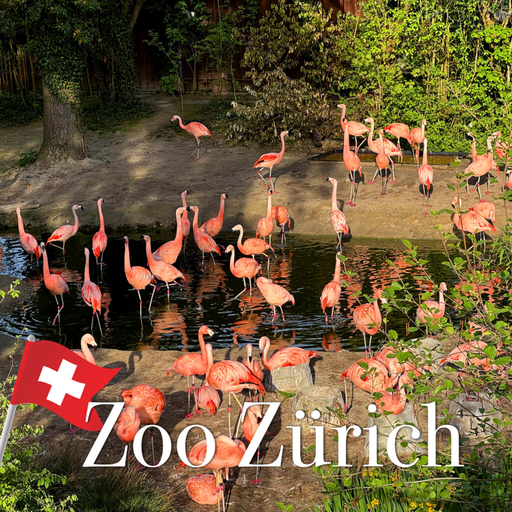 zoo zürich