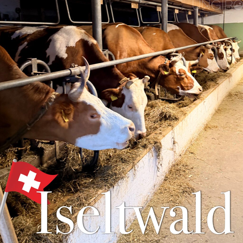 iseltwald 6