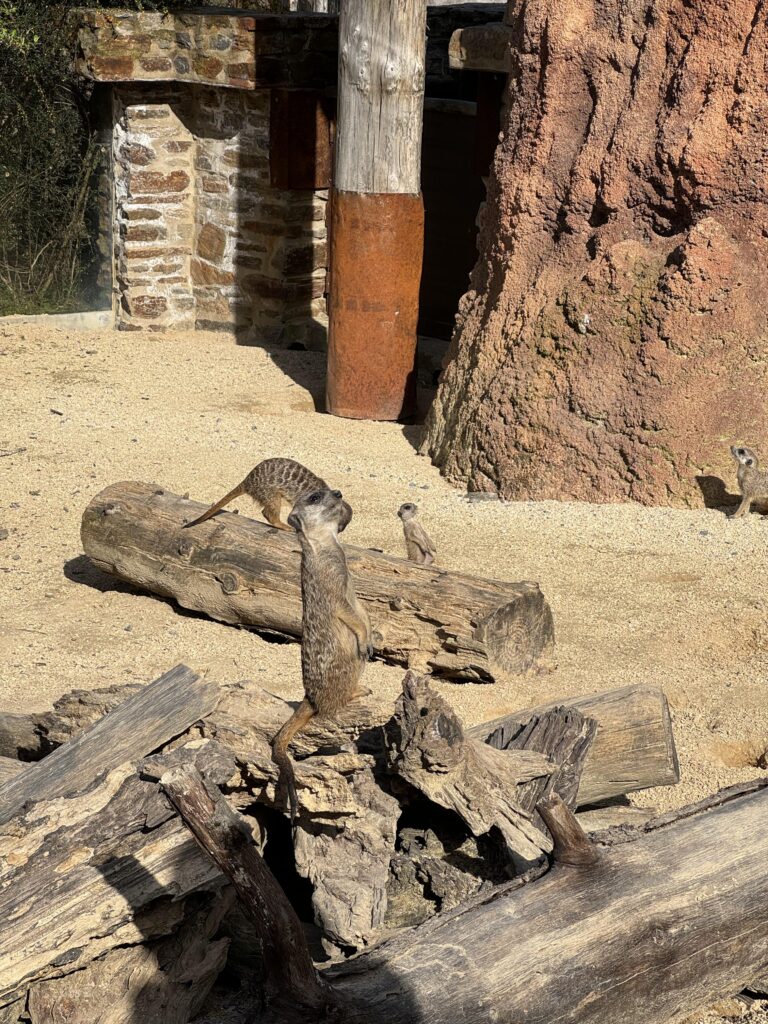 حديقة حيوان زيورخ Zoo Zürich: دليل الزيارة للعائلات 2024 04 13 17 02 img 7233