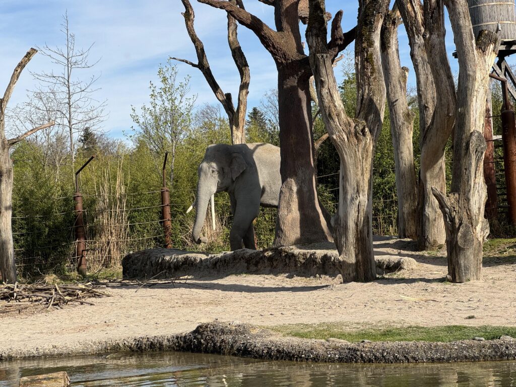 حديقة حيوان زيورخ Zoo Zürich: دليل الزيارة للعائلات 2024 04 13 17 29 img 7278